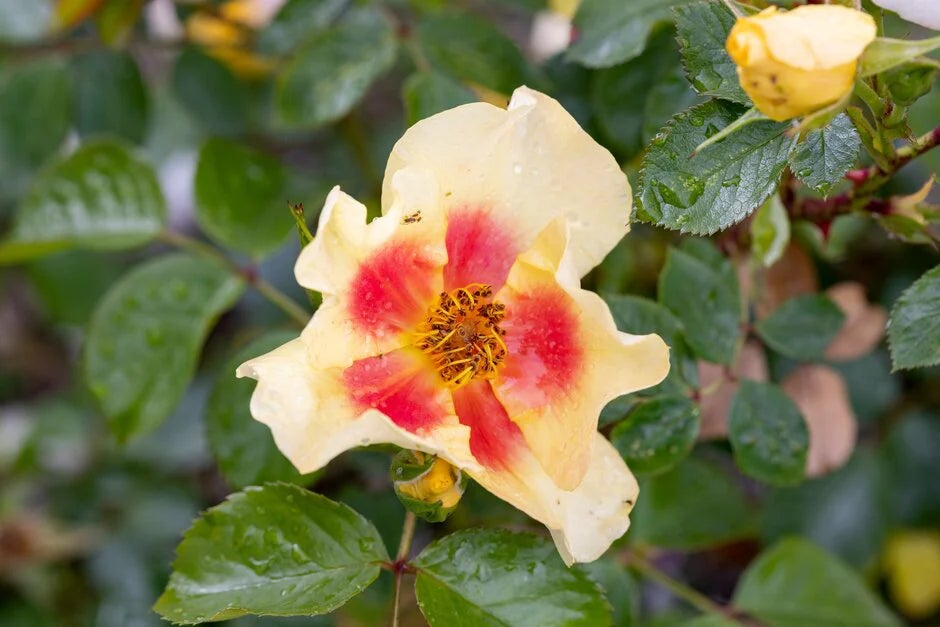 Rosa Eye of the Tiger (‘Chewbullseye’)