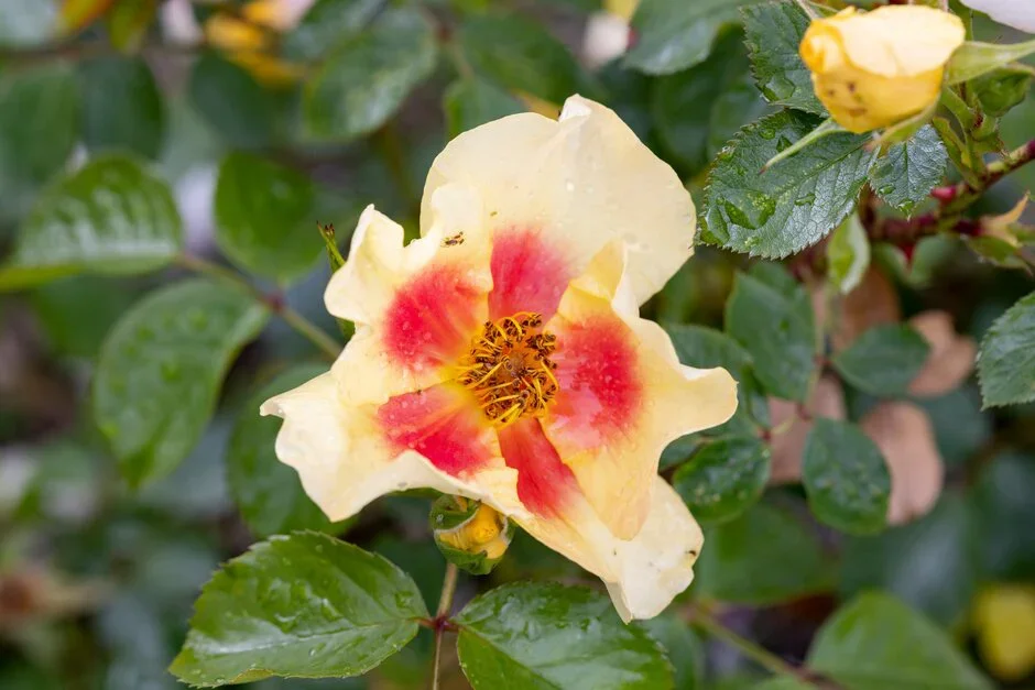 Rosa Eye of the Tiger (‘Chewbullseye’)