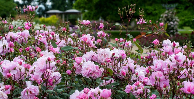 Climbing roses