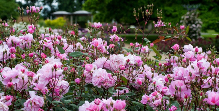 Rambler roses / RHS Plant Guide