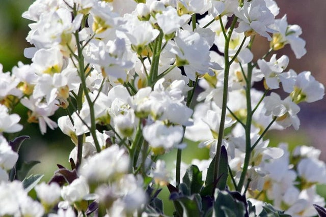 Top 10 trailing alpines