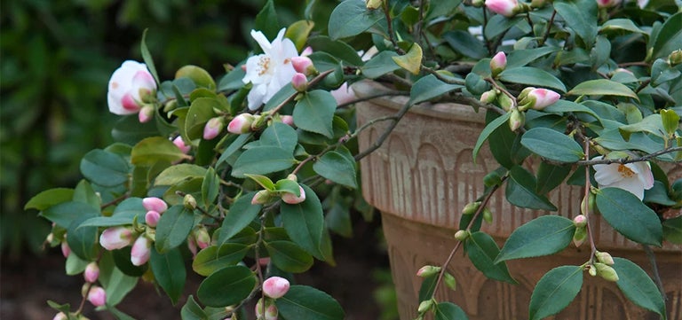 10 award-winning shrubs for containers