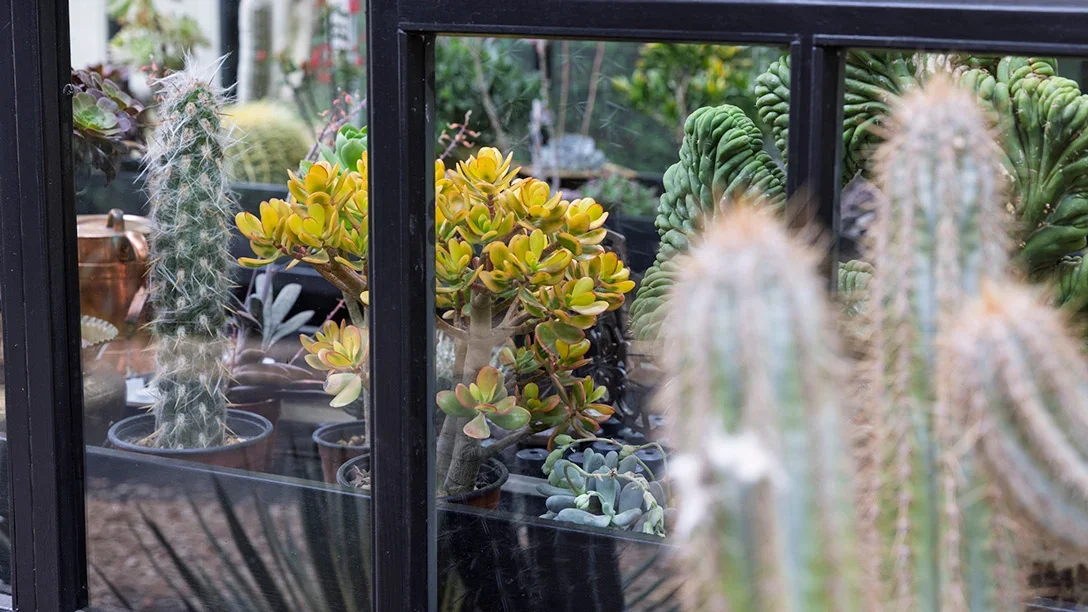 A group of cactus in a window