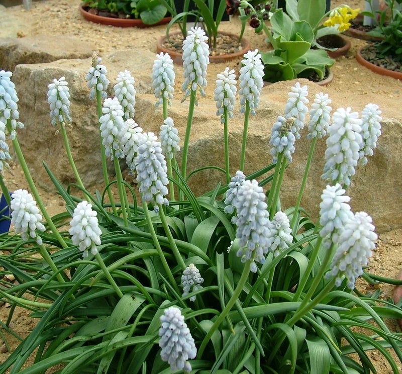 Mediterranean gem