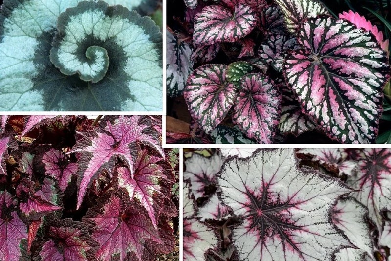 Begonias – bold and beautiful