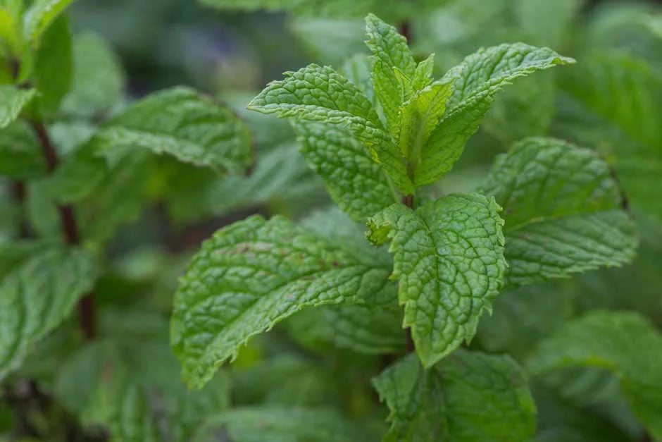 Mint imperial – a guide to the Lamiaceae family