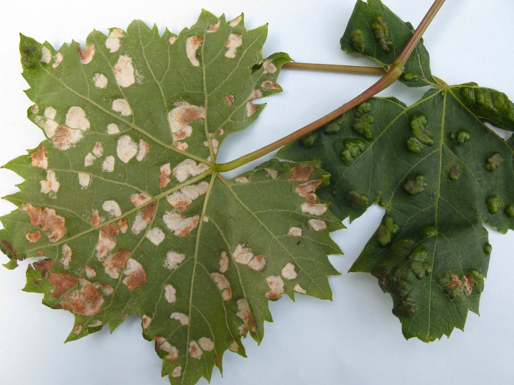 Grape vine blister mite 