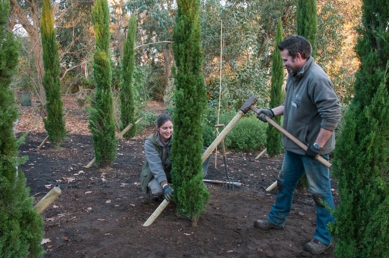 How to Stake a Tree | RHS Advice