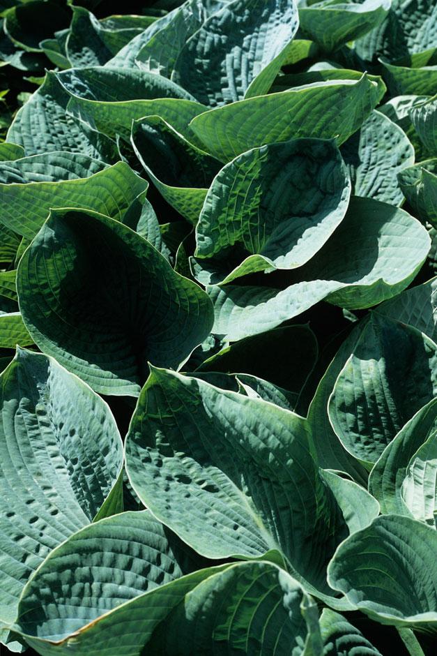 Textured foliage