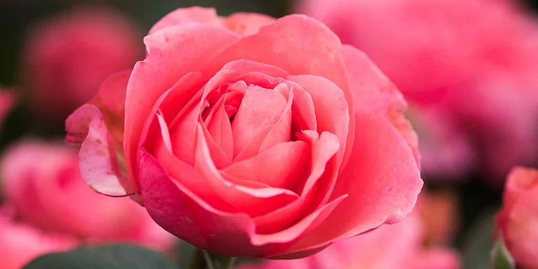 Roses (Rosa) / RHS Plant Guide