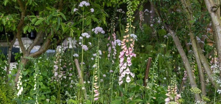 10 top wildlife plants at RHS Chelsea 2026