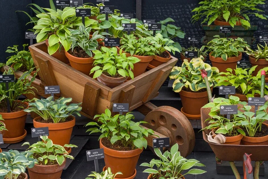 Hogarth Hostas