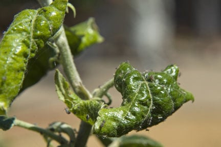 Fruit aphids