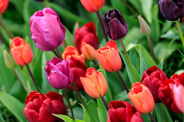 All about bulbs