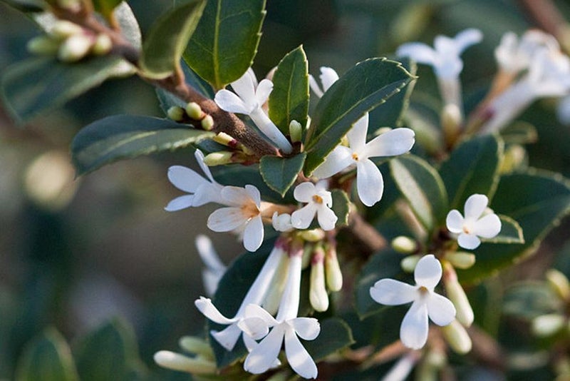 Scented spring flowers