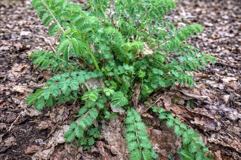 A plant growing out of the ground