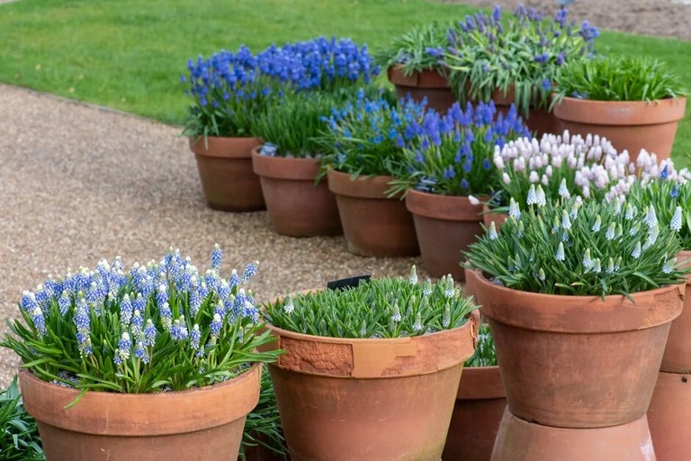 <i>Muscari</i> (grape hyacinth), in containers trial results 2024