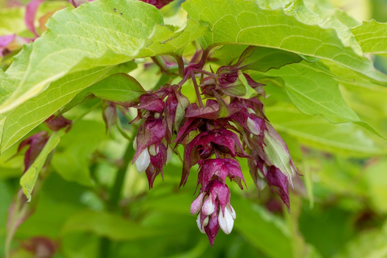 Buy leycesteria from RHSplants.co.uk