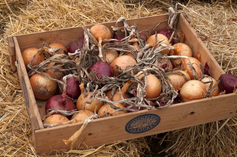 How to grow onions | RHS Guide
