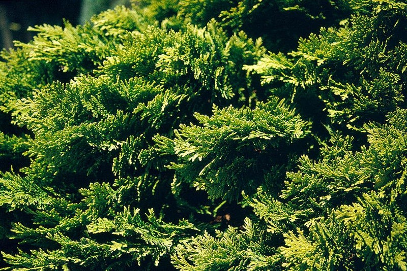 Conical conifer