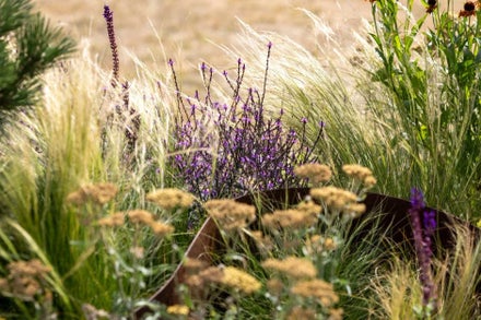 A close up of a plant