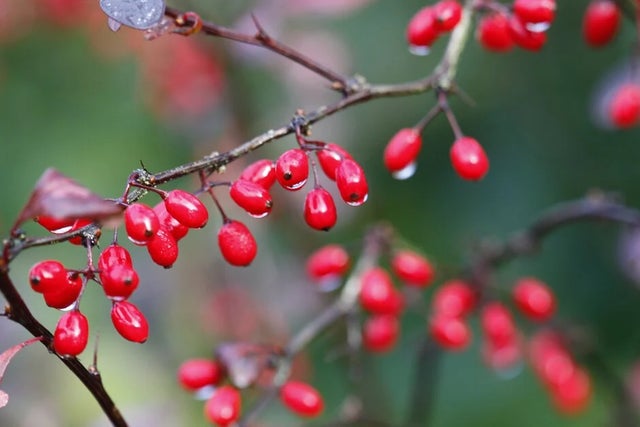 Plants for birds