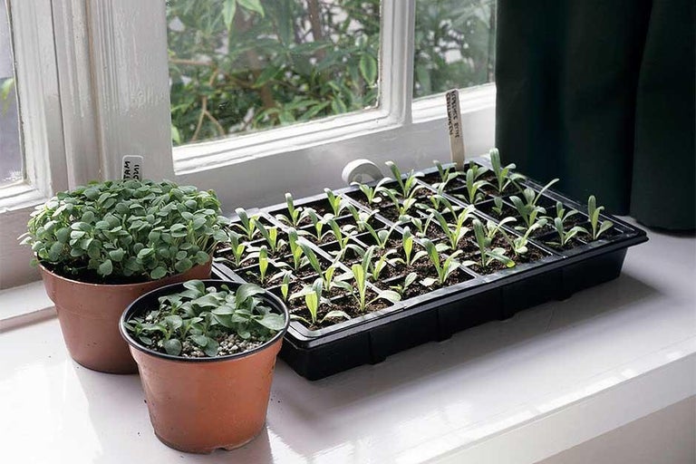 Get growing step-by-step