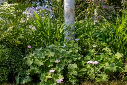 A group of flowers in a garden