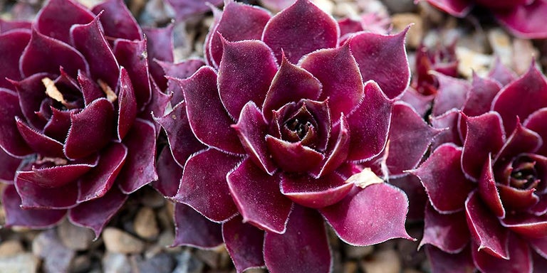 Buy sempervivum from RHSPlants.co.uk