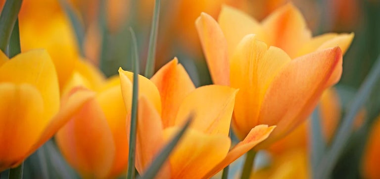 10 award-winning dwarf tulips