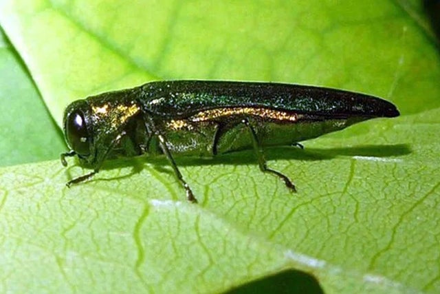 New pest and disease risks