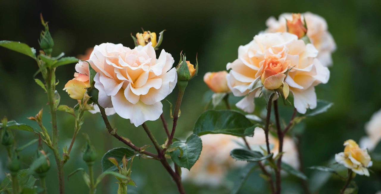 Small bush roses
