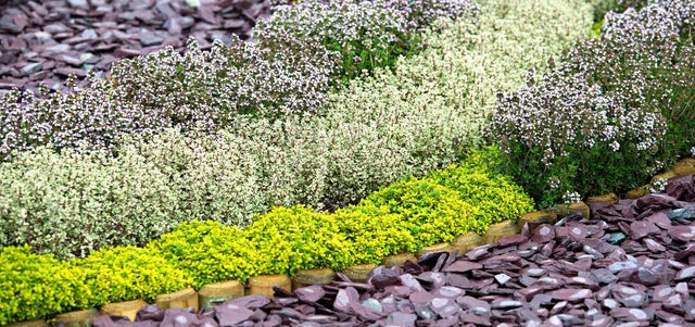 Best plants for driveways