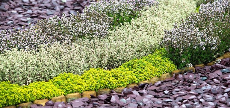 10 award-winning easy plants for driveways