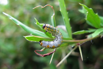 Berberis sawfly