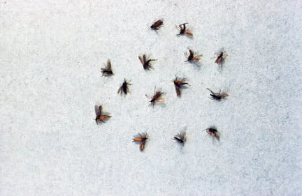 Fungus gnat adults