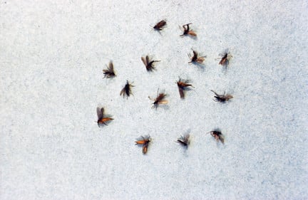 Fungus gnat adults