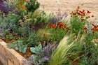 Thumbnail: The Goldcrest Garden: Restoring Habitat, Repairing Climate