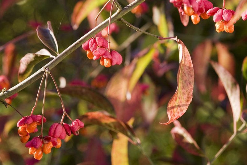 The scarlet spindle