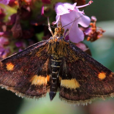 Mint moth (<i>Pyrausta aurata</i>)