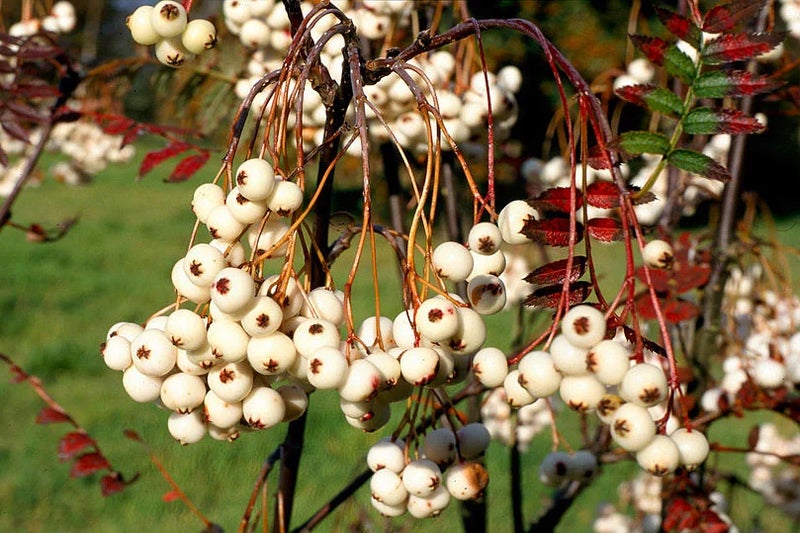 Chinese mountain ash