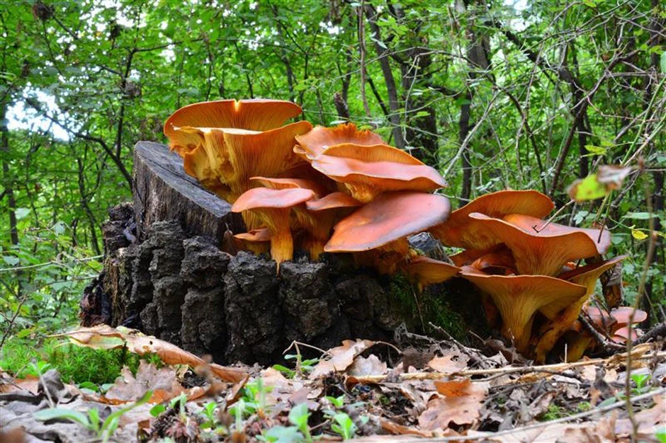 The Jack-o'-Lantern mushroom (Omphalotus olearius) 