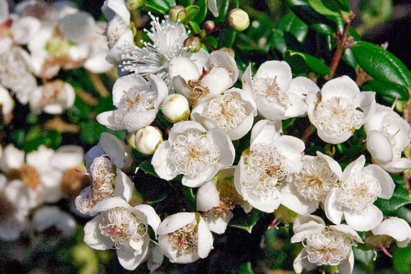 An aromatic evergreen