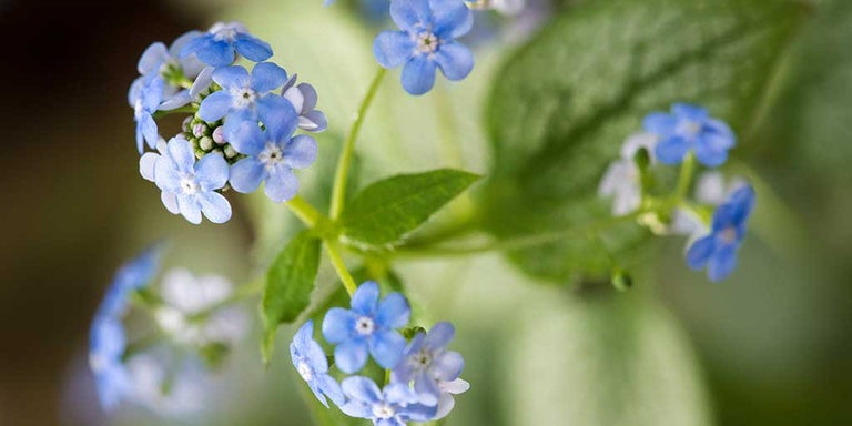 Buy brunneras from RHSplants.co.uk