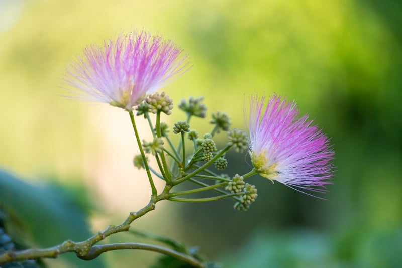 A close up of a flower