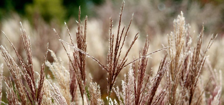 10 award-winning grasses for your autumn garden