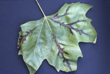 Plane anthracnose
