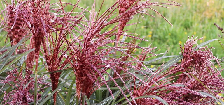 New plants: Miscanthus sinensis ‘Boucle’