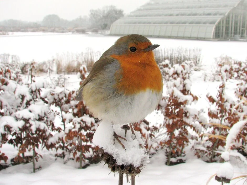 Wildlife: helping through winter