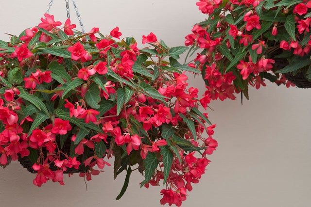 RHS guide to planting in hanging baskets